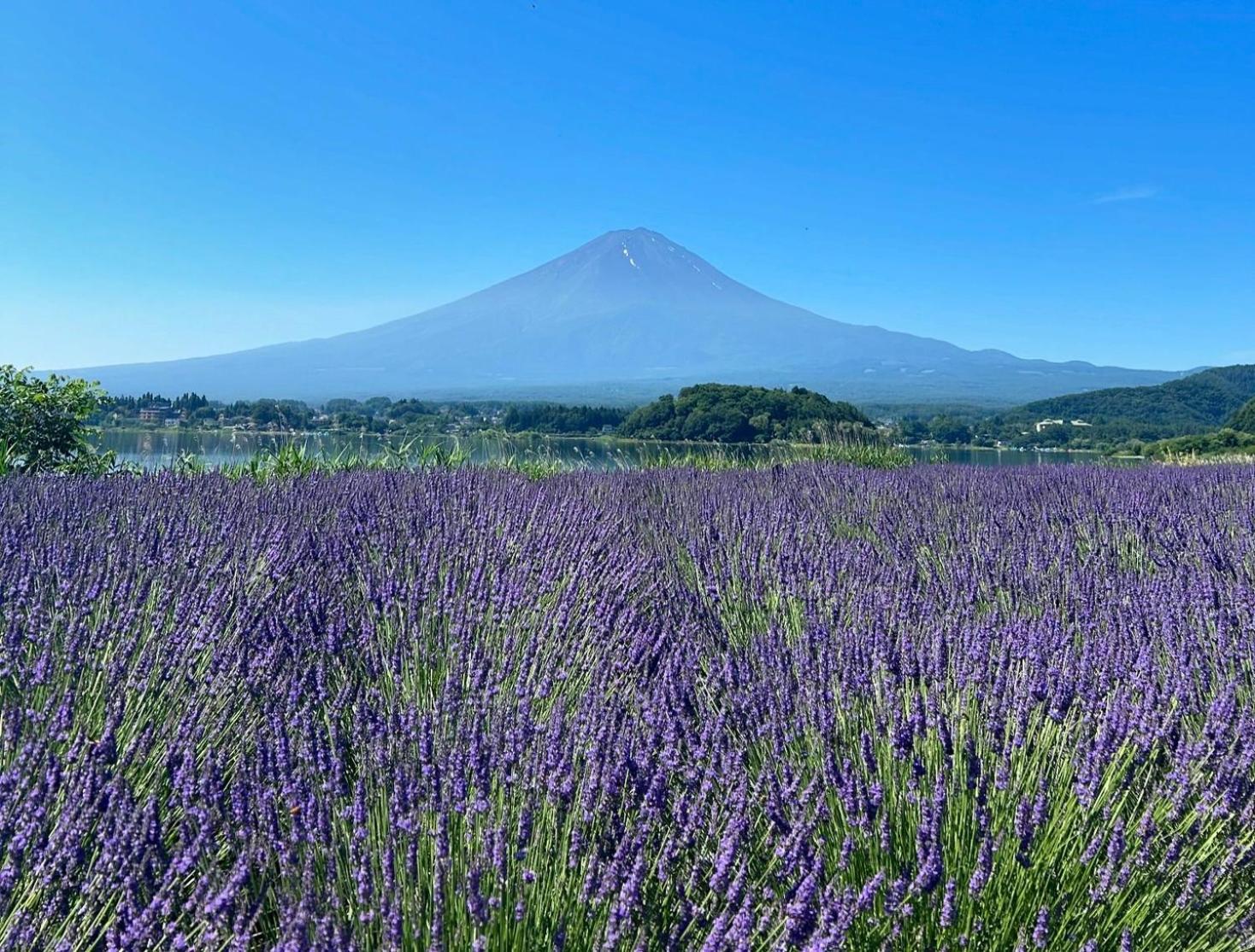 Fuji Fumoto Forest Hotspring ふもとの森温泉 Фудзі-Каваґутіко Екстер'єр фото